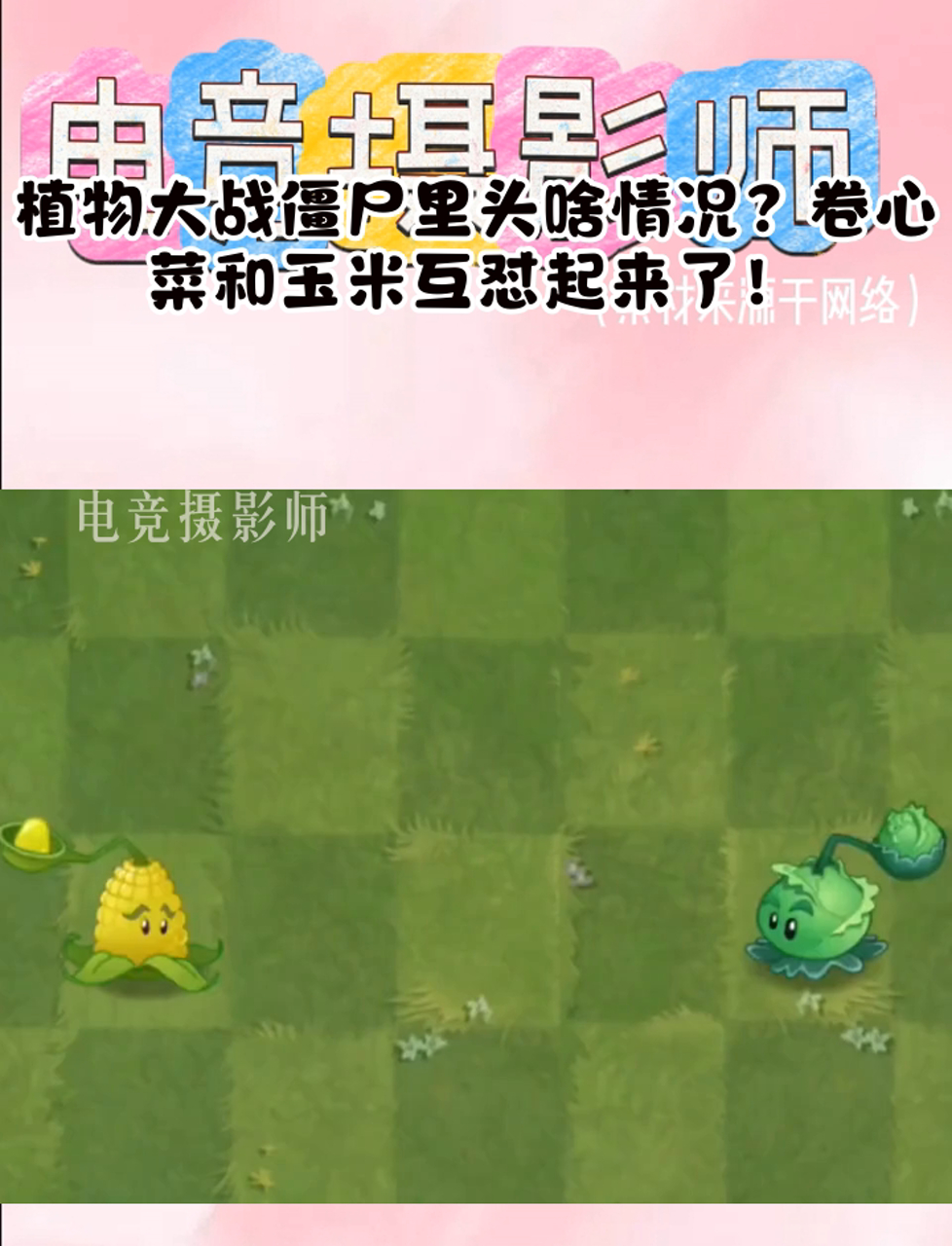 植物大战僵尸里头啥情况?卷心菜和玉米互怼起来了!