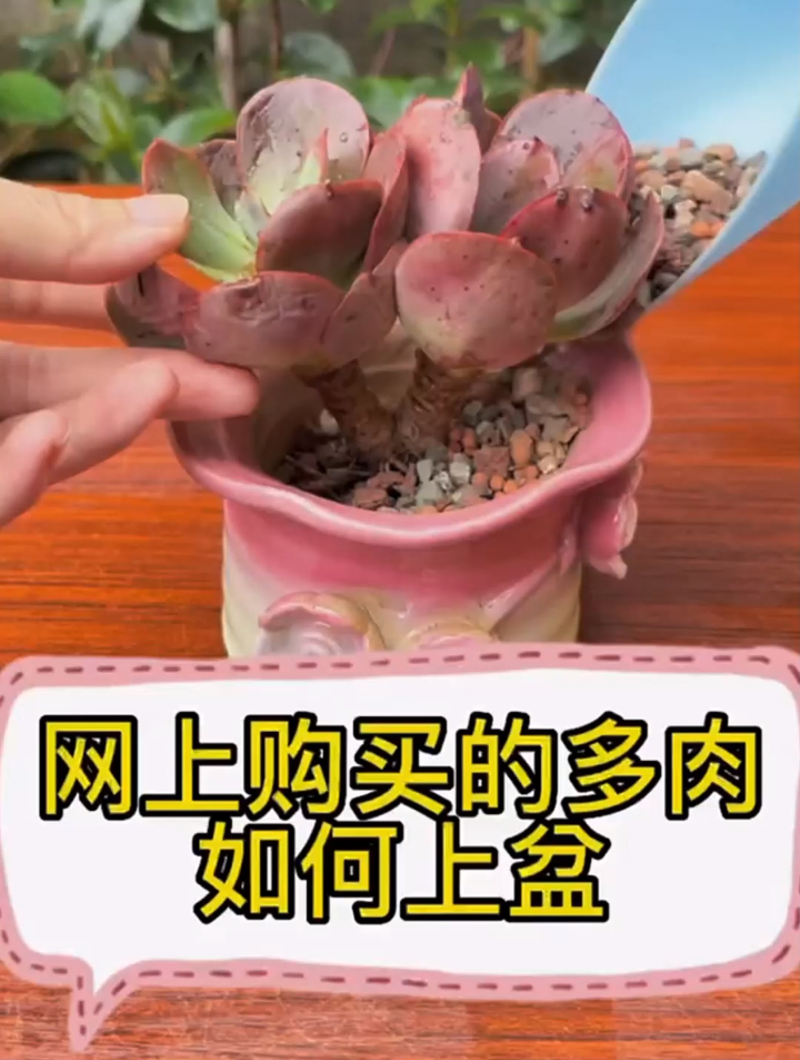 网购多肉到家后该如何上盆呢?