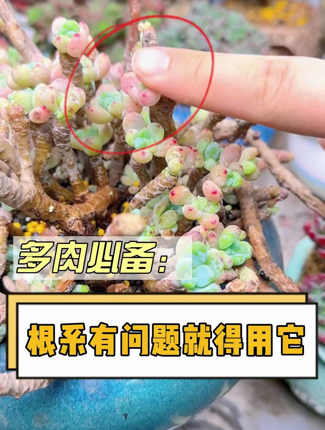 多肉植物叶片掉成光杆子怎么治?这个视频教会你 多肉 多肉植物