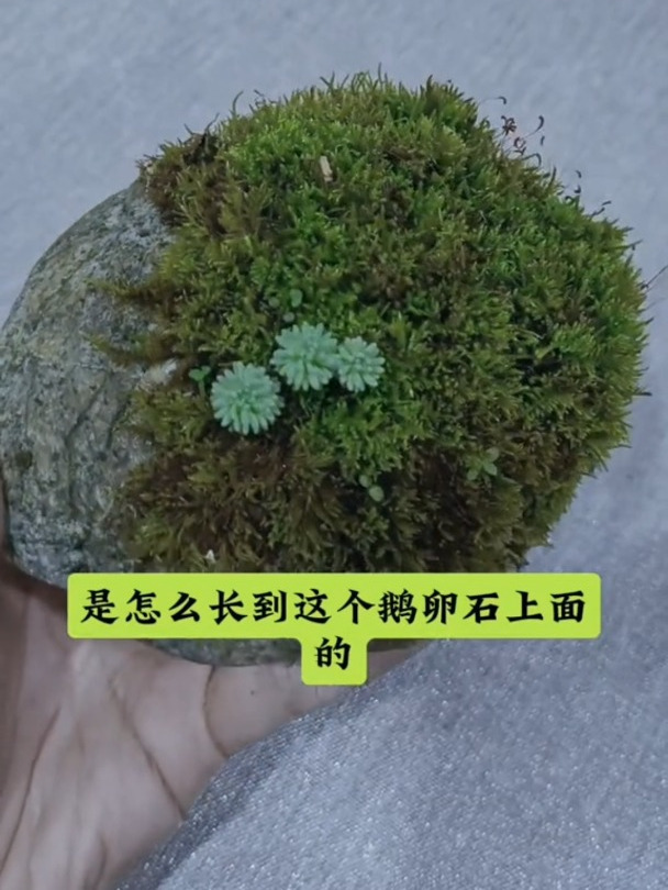 如何将苔藓种到鹅卵石上用来养多肉呢?附实用教程