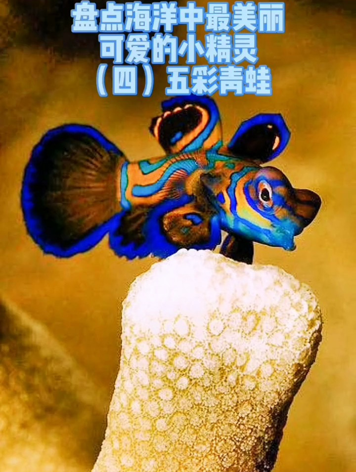 海洋生物最美丽可爱的小精灵(四):五彩青蛙!