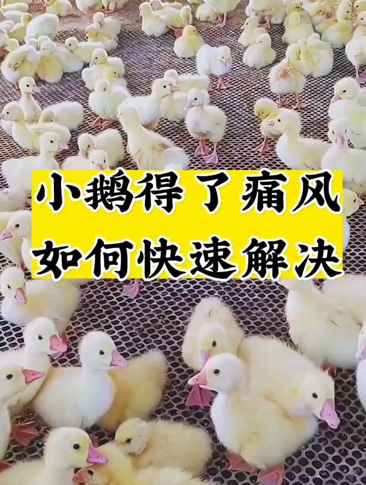 小鹅得了痛风怎么快速去解决
