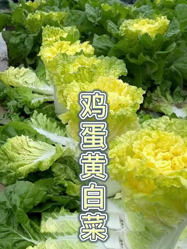 这种黄心大白菜营养丰富口感好,现在正是种植的季节