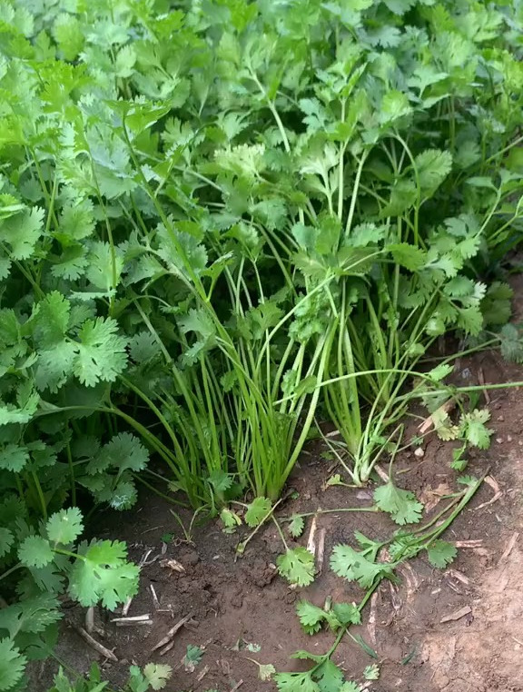 十月是种植香菜最好的时间,快来和我一起种香菜吧
