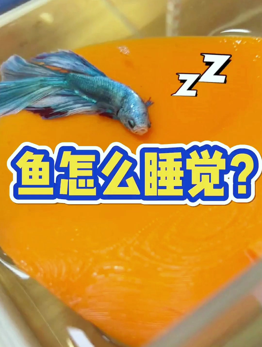 你见过你家里的鱼睡觉吗?来看看会睡觉的鱼!