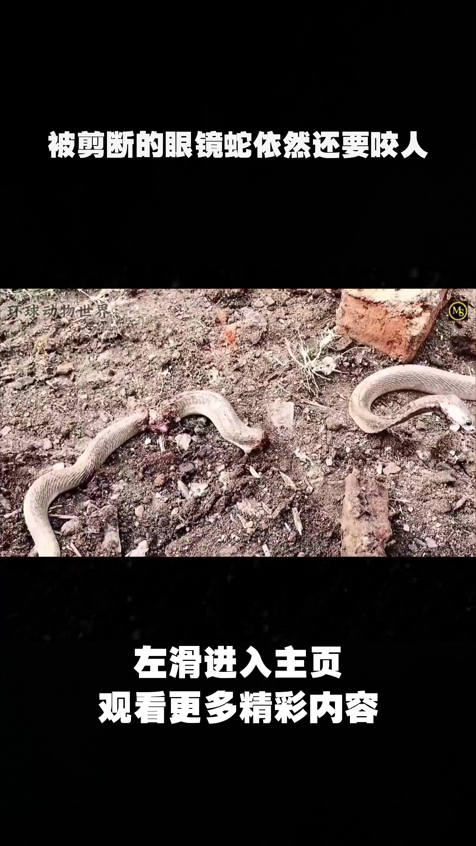 被剪断的眼镜蛇依然还要咬人
