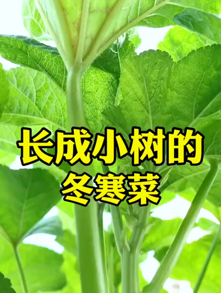 “秋冬一碗寒菜粥胜过鸡鸭和羊肉”,它的营养丰富,可多茬采收!