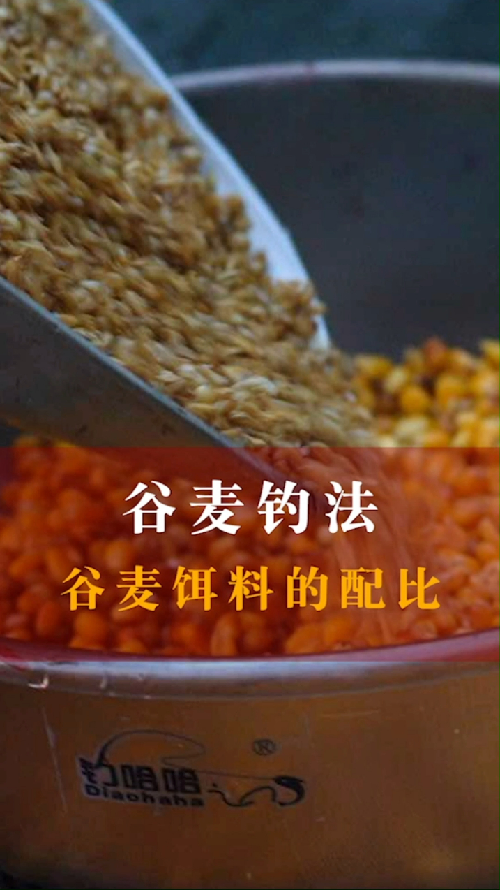 不同环境和情况下,怎样调整谷麦饵料的配比比例?
