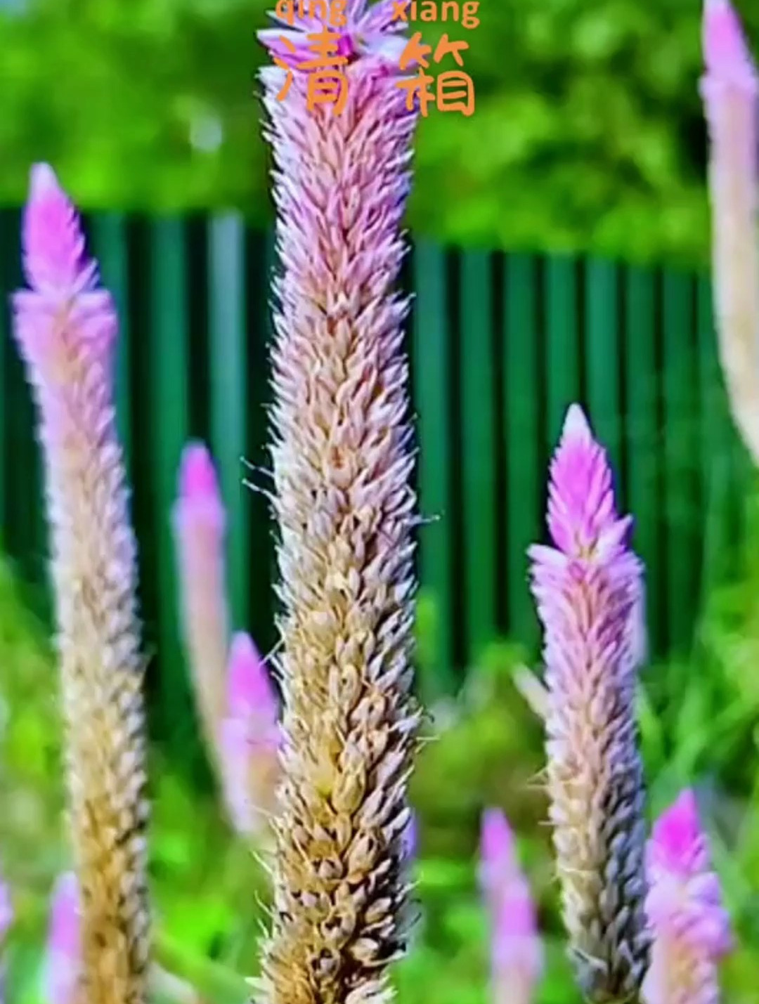 清箱是一种植物,它的花呈现红白色,外观和鸡冠花有点相似