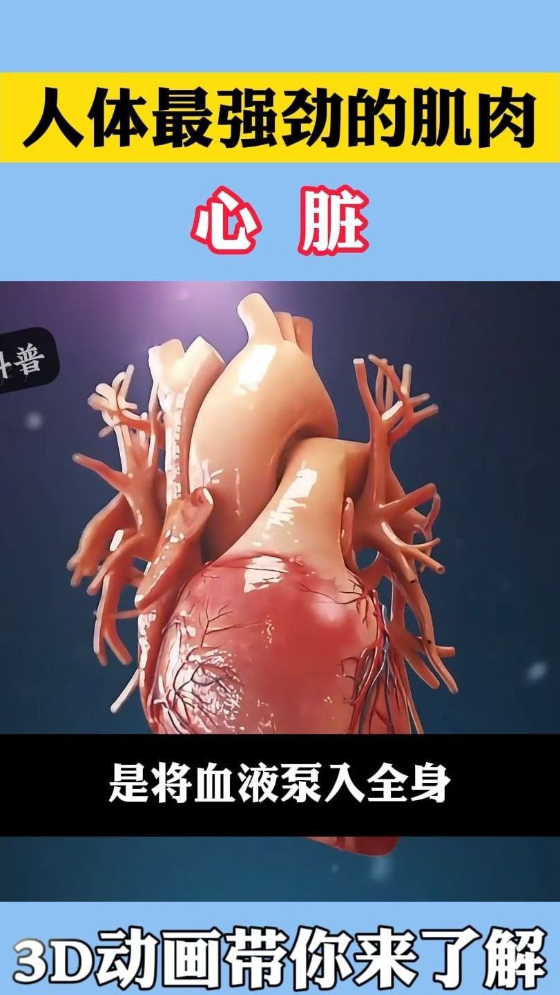 人体最强劲的肌肉-心脏