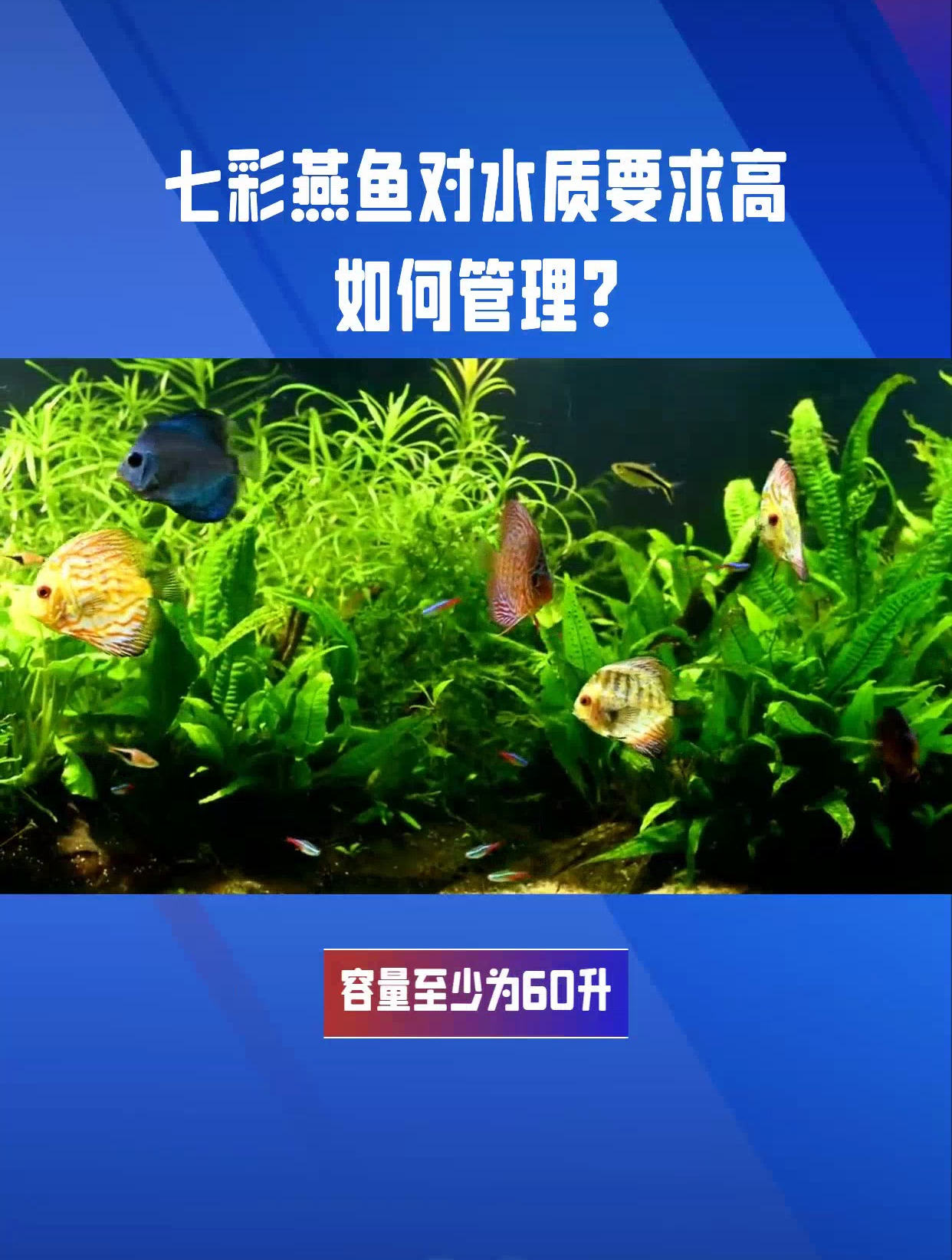 七彩燕鱼正确养法,让你轻松养出健康鱼
