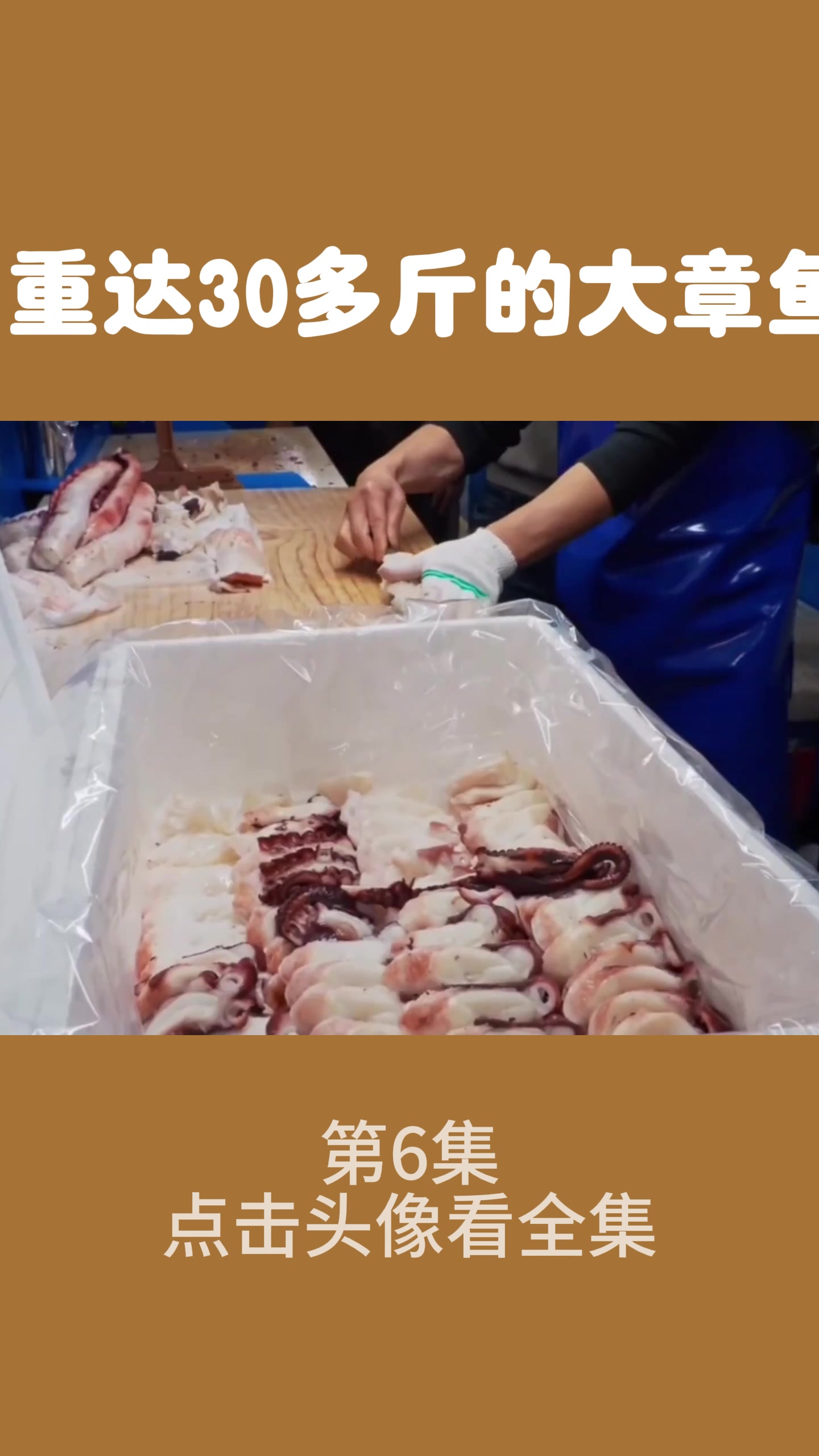 重达30多斤的大章鱼6