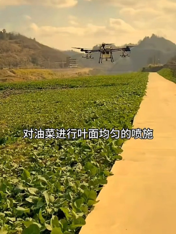 油菜病菌清用于霜霉病黑,腐病病毒,病白粉病锈病,油菜种植