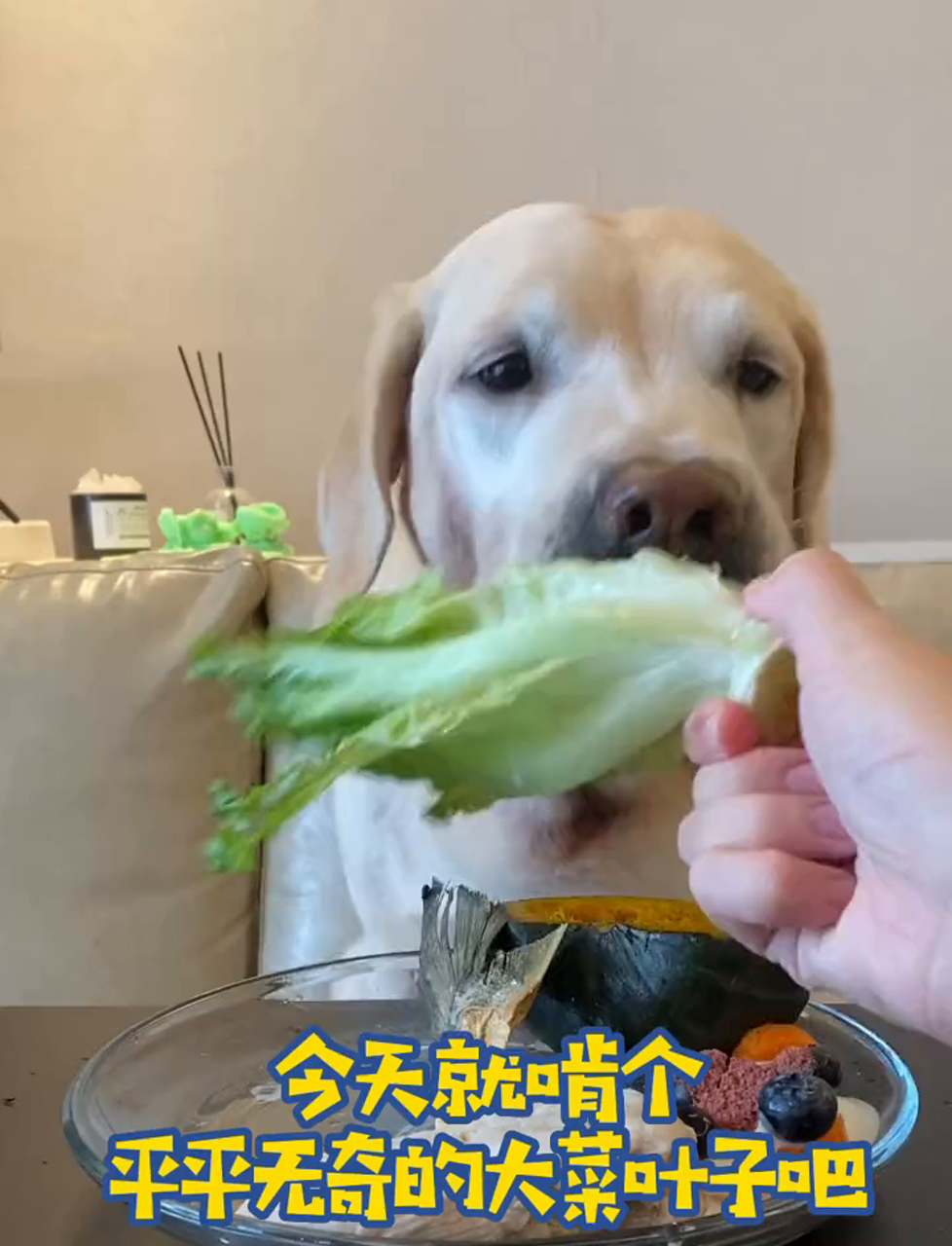 大白菜真香啊,还是得吃这个!
