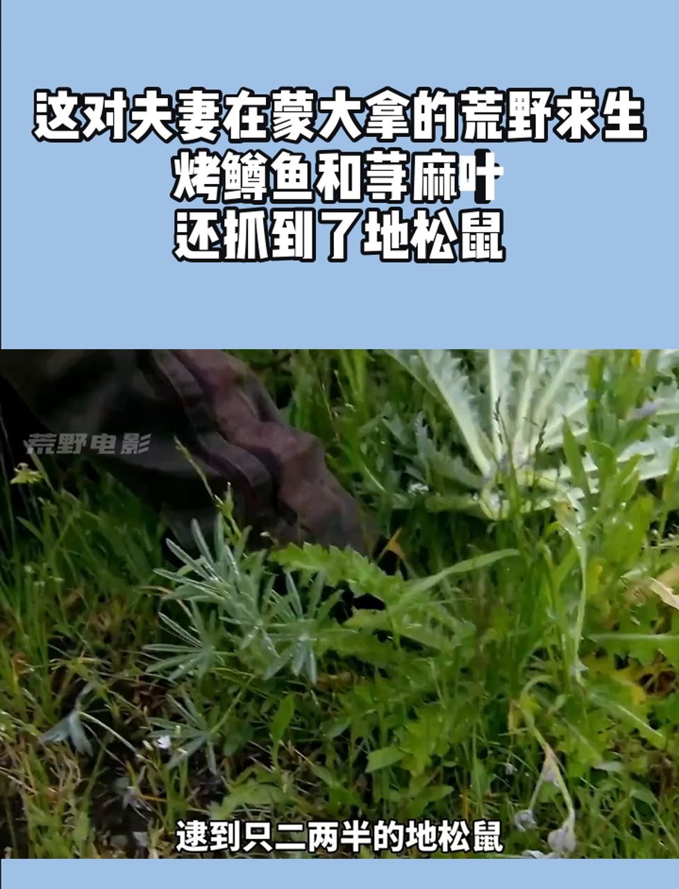 这对夫妻在蒙大拿的荒野求生,烤鳟鱼和荨麻叶,还抓到了地松鼠
