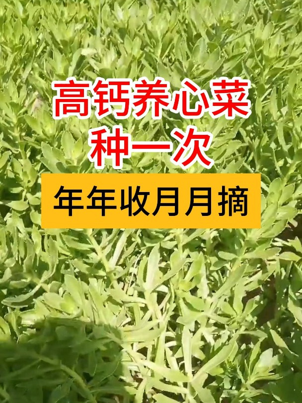 高钙养心菜,种一次就可以年年收月月摘