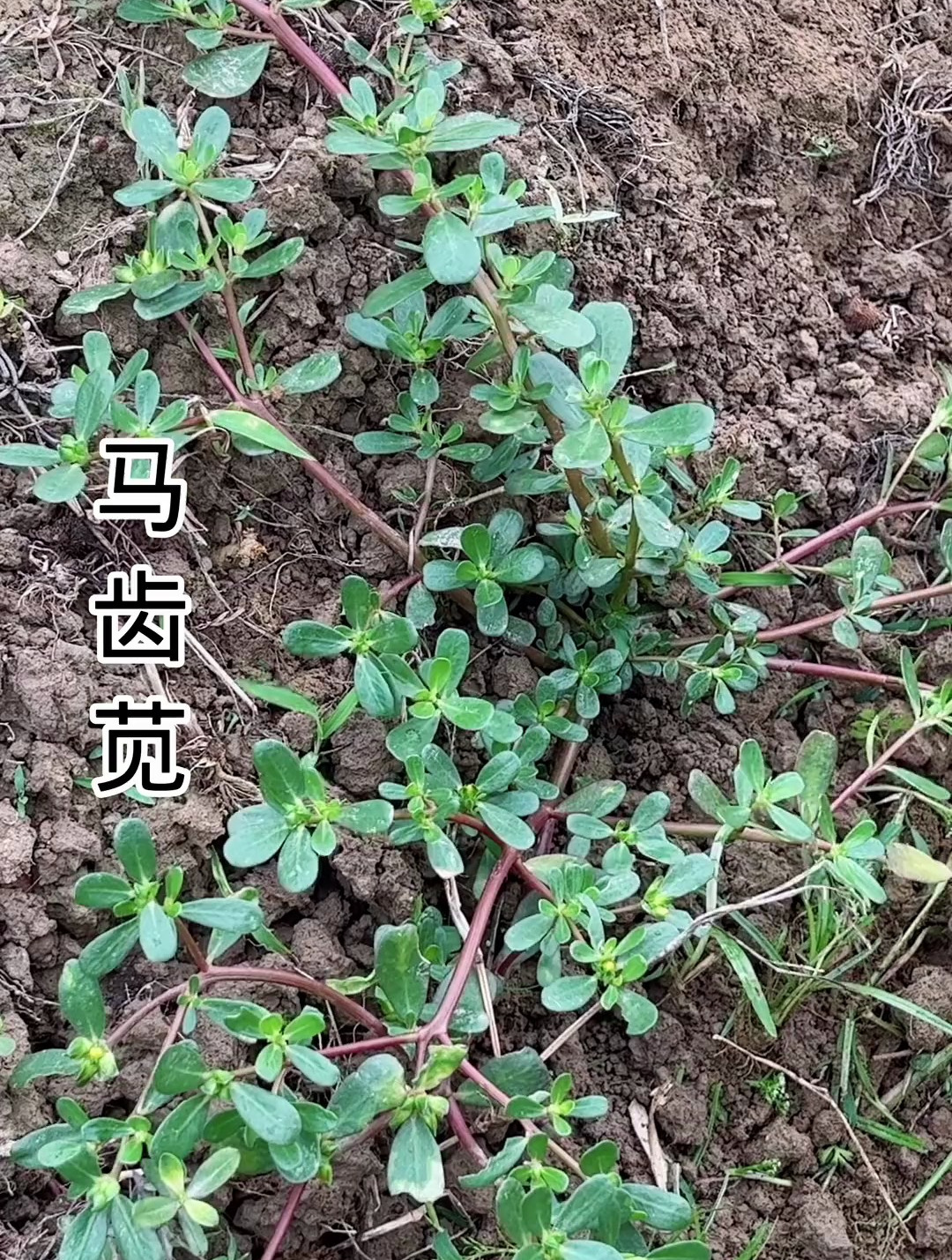 农村路边的马齿苋