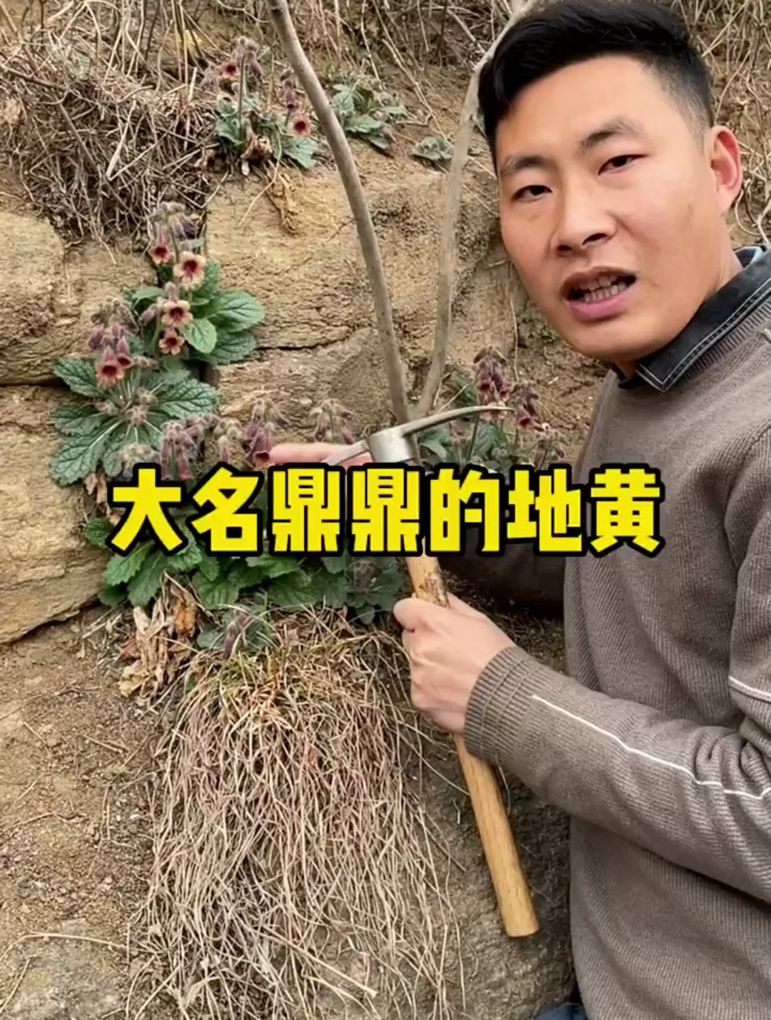 这个植物自周朝开始就被列为皇室贡品了,他的别名叫生地,破棉袄