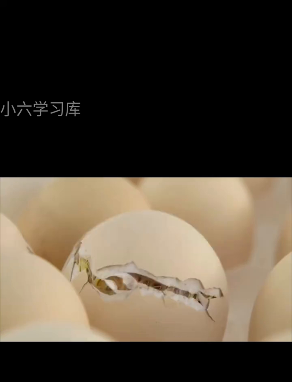 那些速生鸡的一生,到底有多可怜?