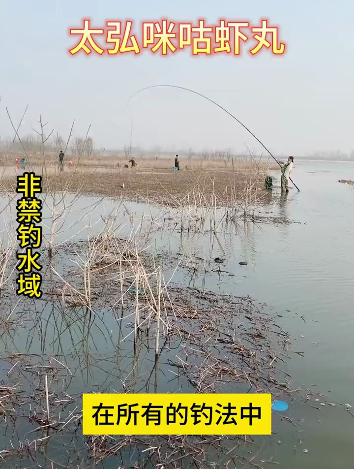 冬季必备的爆款虾肉饵料!