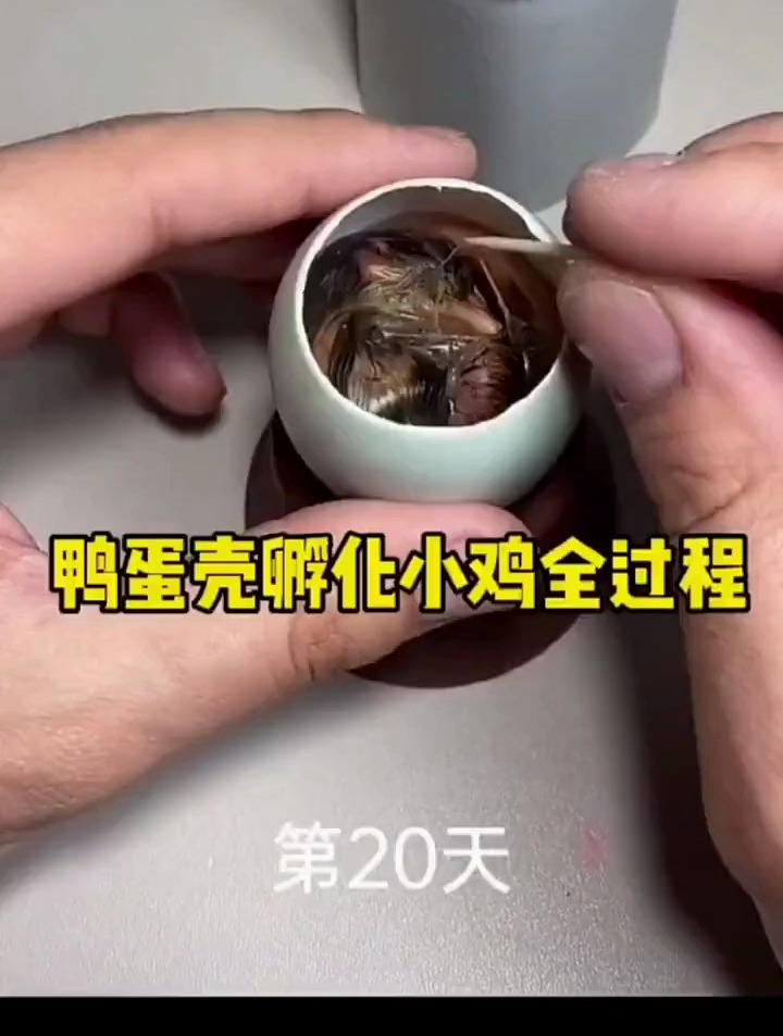 鸭蛋壳孵化小鸡全部过程!