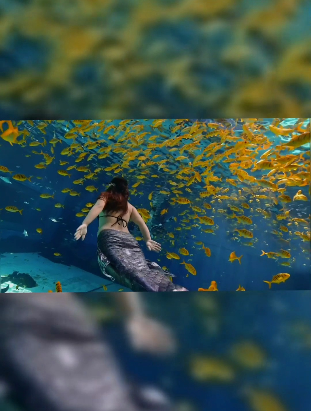 水下快乐 潜羽美人鱼
