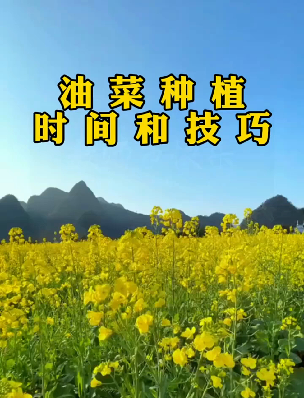 油菜种植时间和技巧