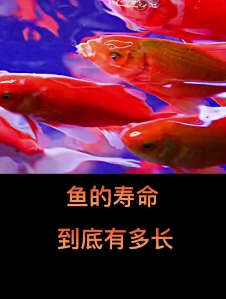 鱼的寿命到底有多长