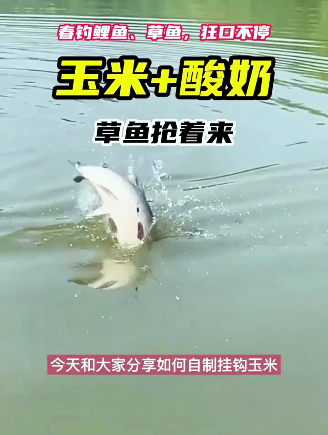 玉米加酸奶,草鱼抢着来,大爷推荐春钓鲤鱼草鱼最强自制饵料