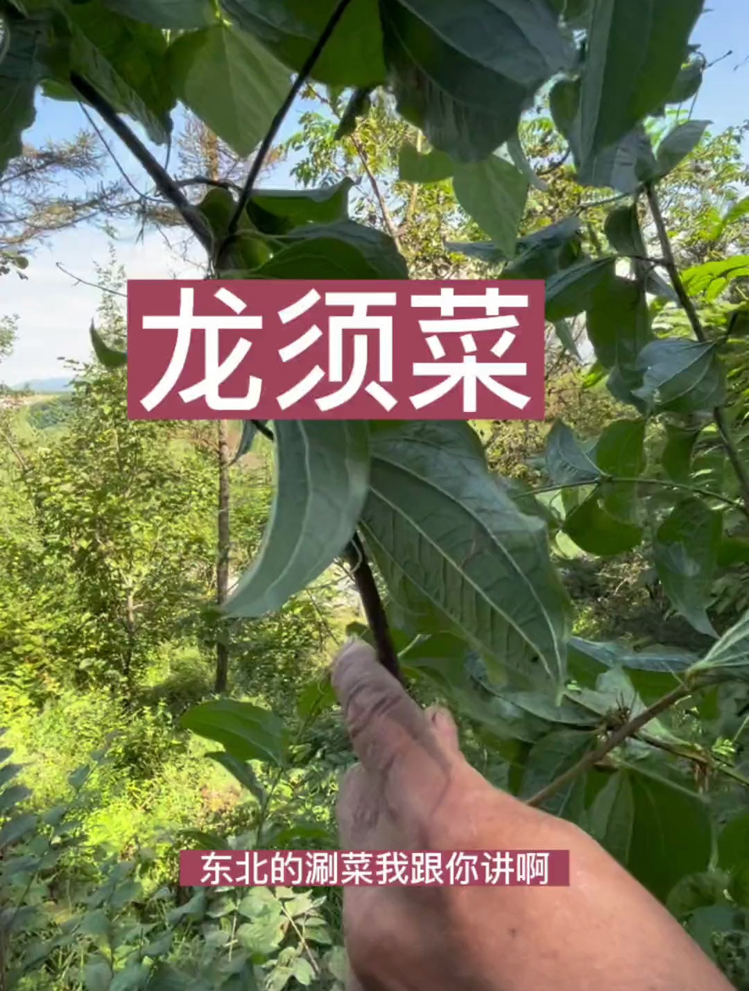 「三农户外」龙须菜 东北人的涮菜