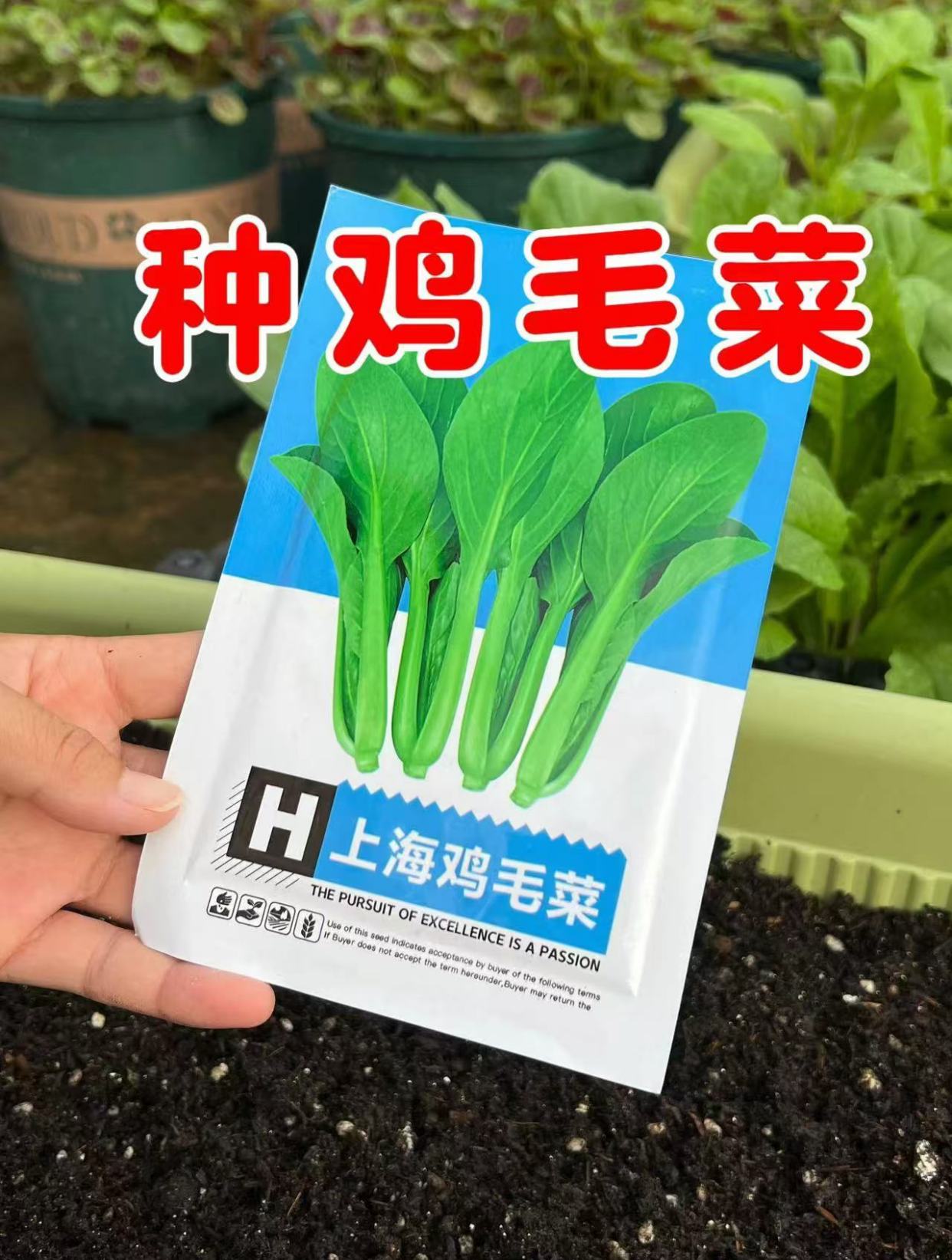 鸡毛菜如何播种?底肥放羊粪上面铺一层稻壳,几天时间就出苗了