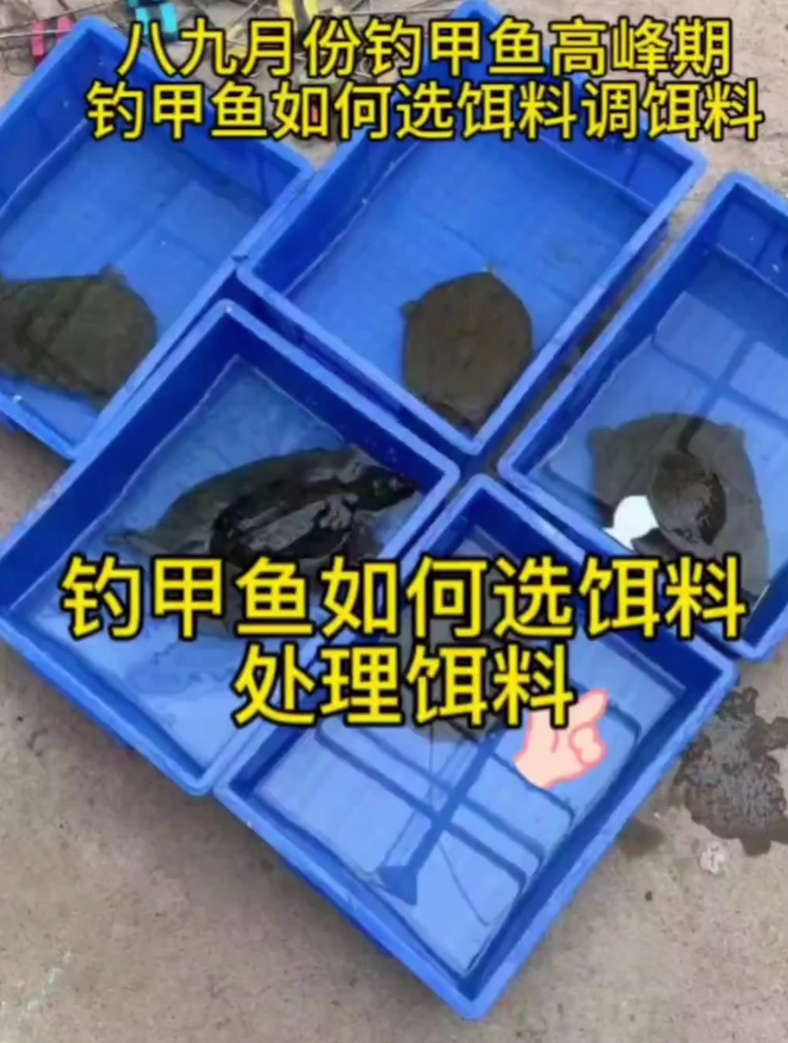 钓甲鱼用什么饵料,如何选饵料,调饵料