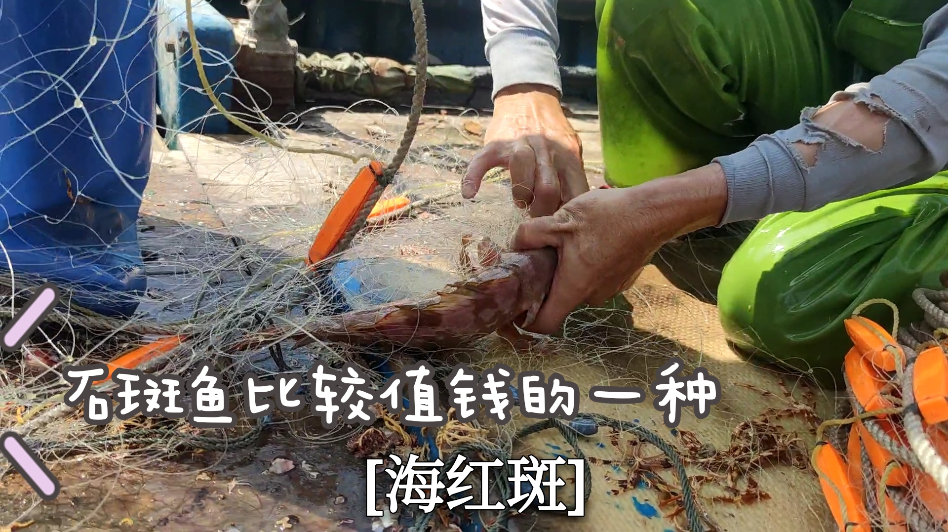 彪哥想捕大黄鱼,结果捕到了值钱的海红斑,一条就卖了九百块钱
