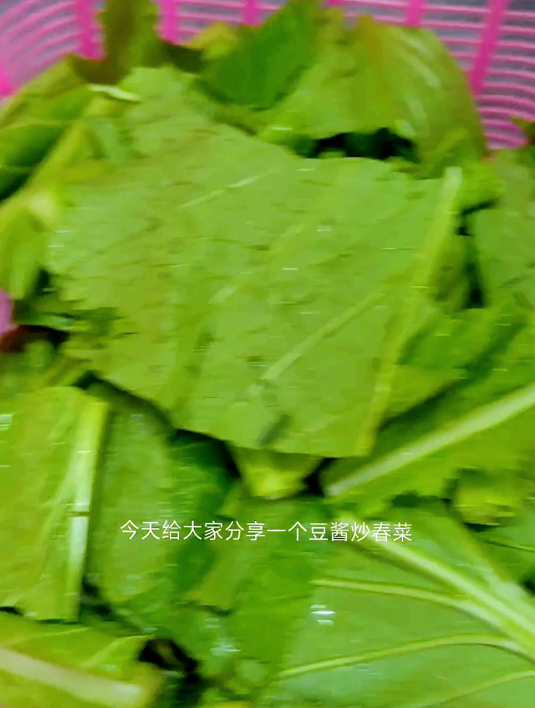 潮汕美食豆酱炒春菜