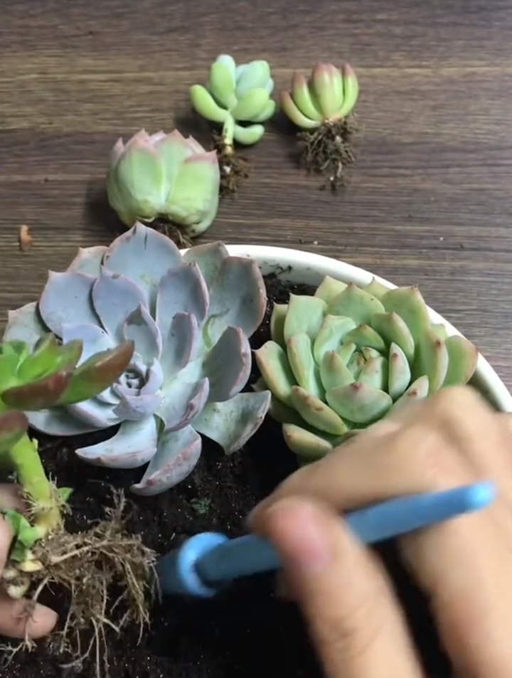 喜欢给心爱的肉肉做拼盘?教你怎么做,1分钟不到肉肉拼盘就好了
