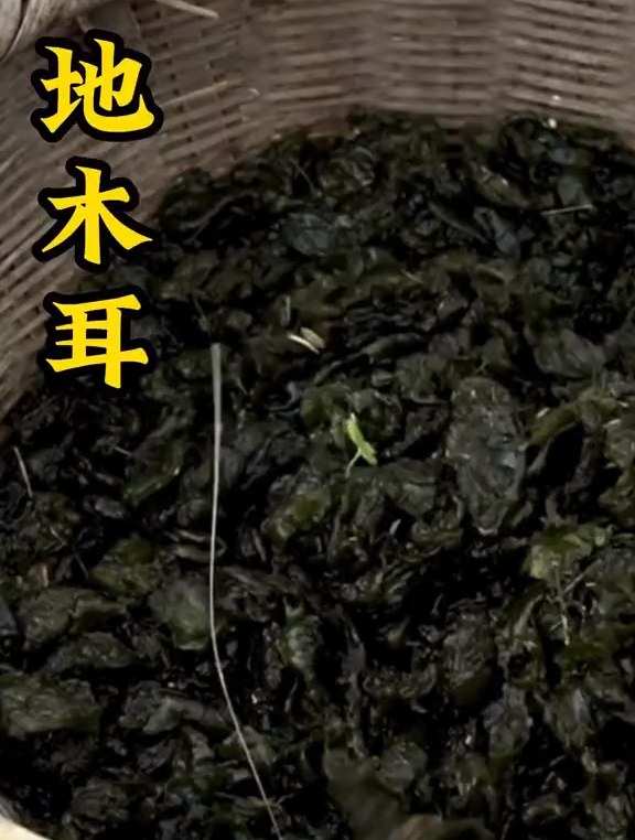植物科普:该不会还有人没吃过地木耳吧