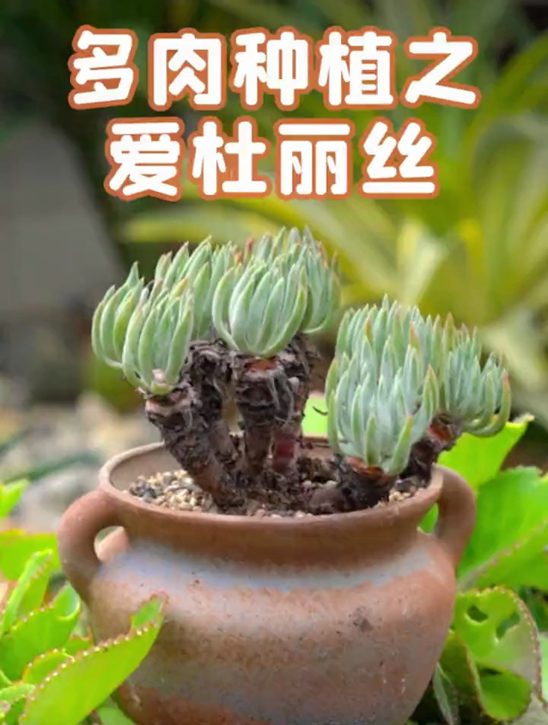 天气越来越冷了,再不给多肉换盆换土,就要等明年了!多肉