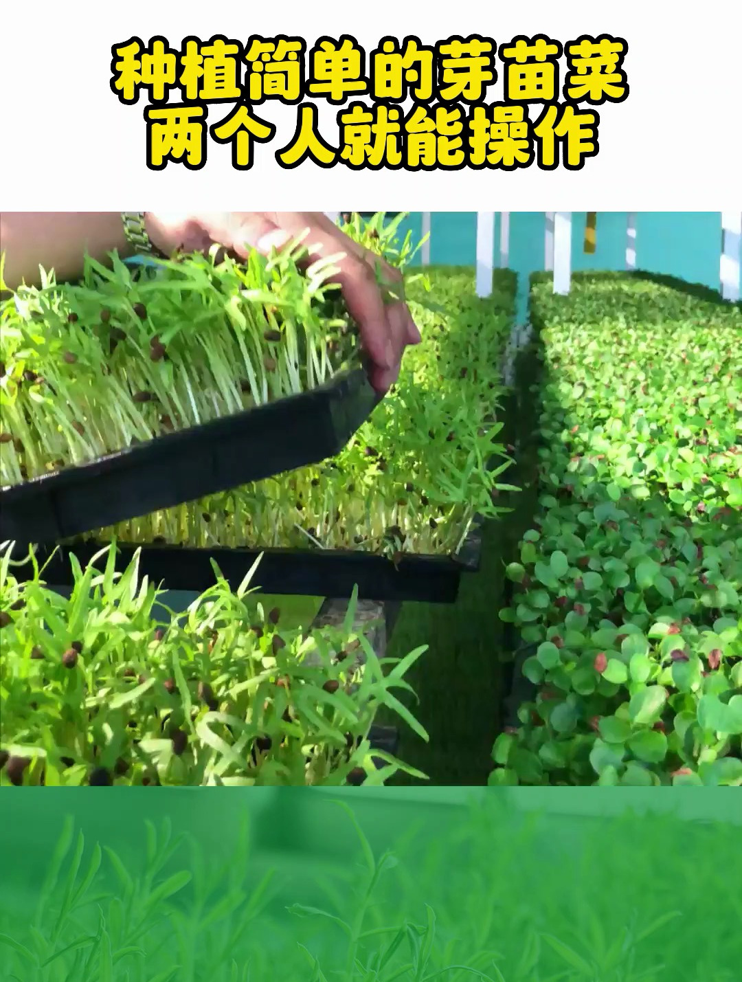 芽苗菜种植简单,1-2人就能操作,每天控制好温度,出菜快