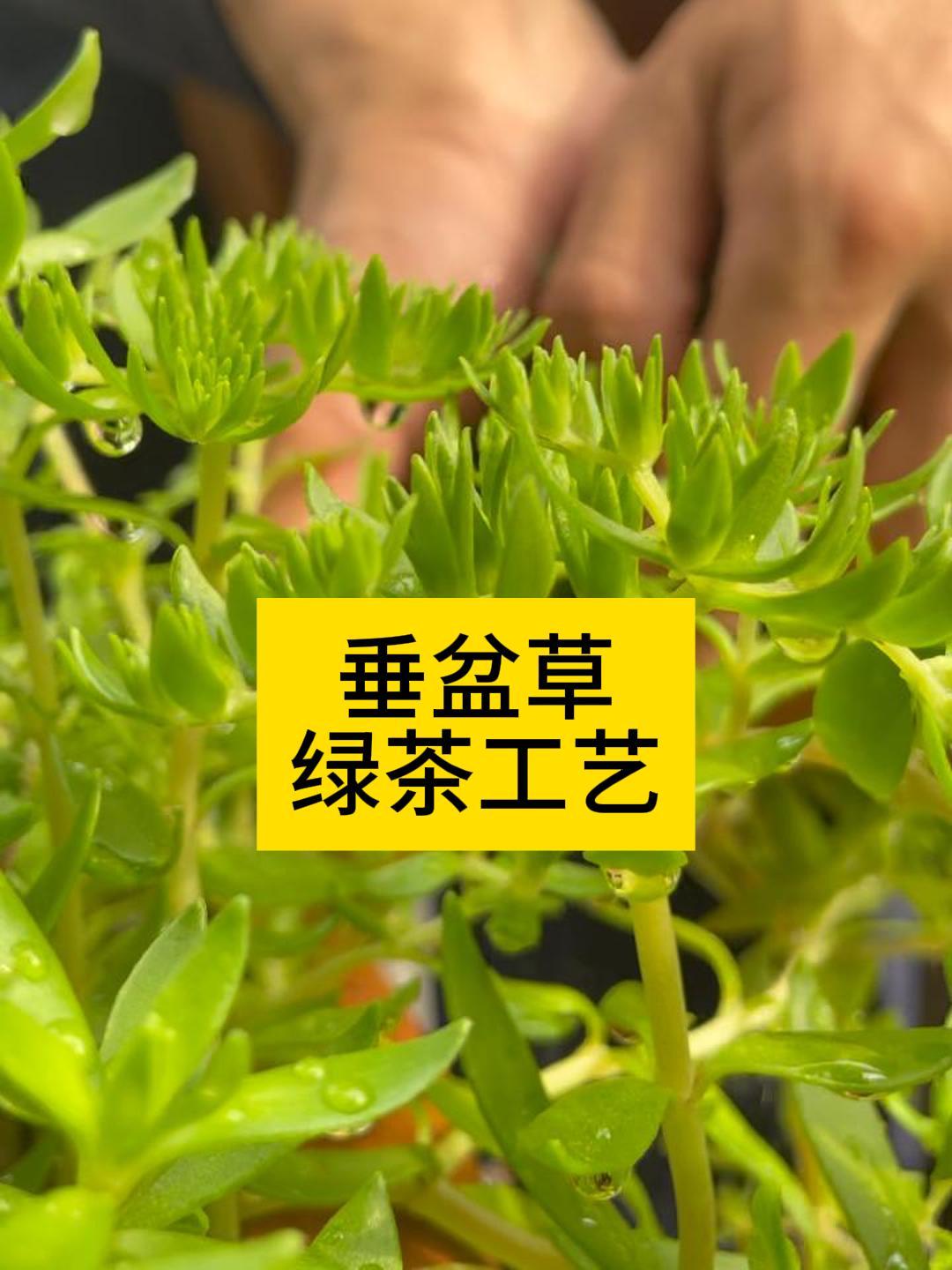 拿生生不息的垂盆草做绿茶工艺