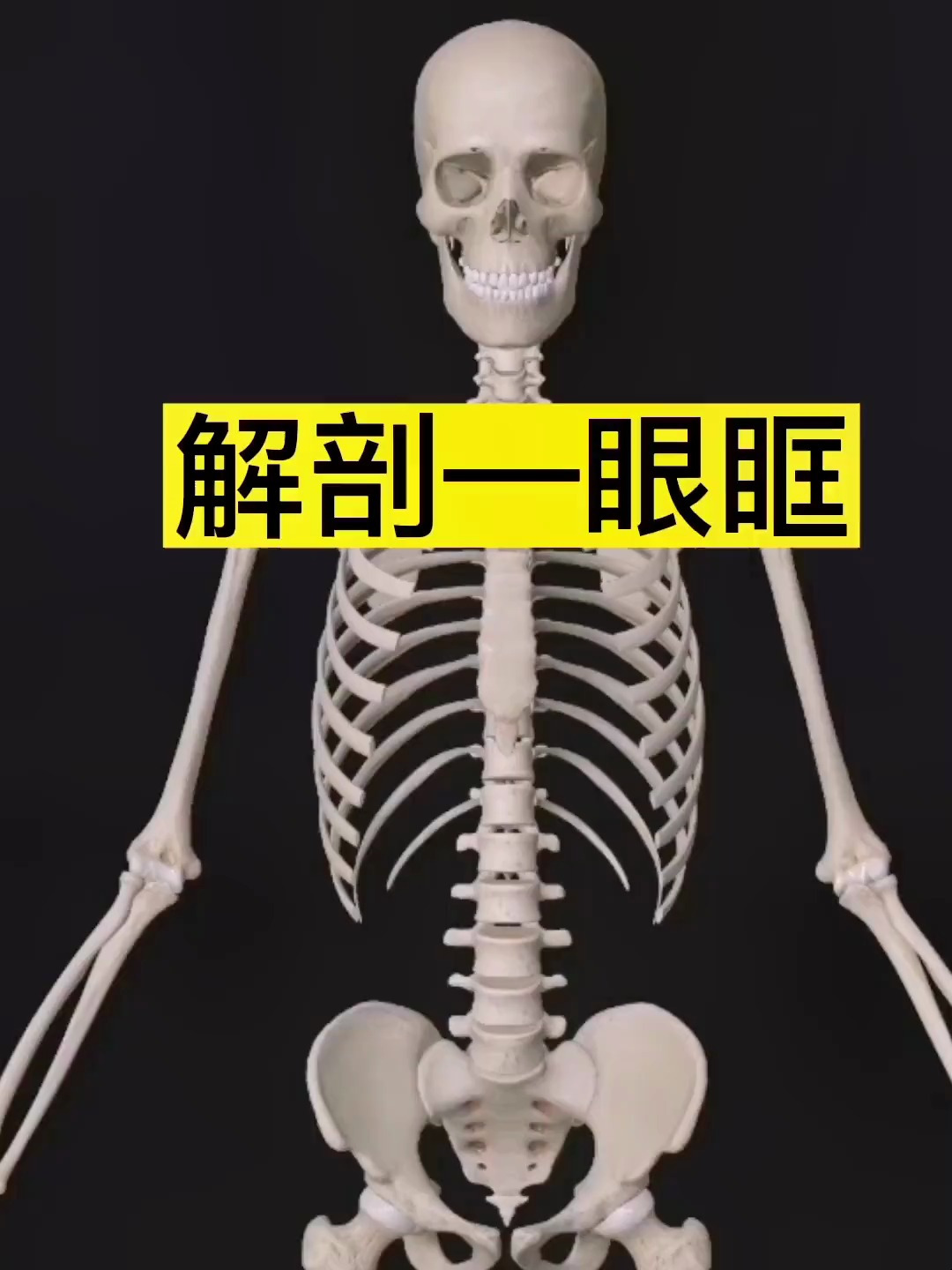 人体解剖学—骨骼—颅骨—眼眶