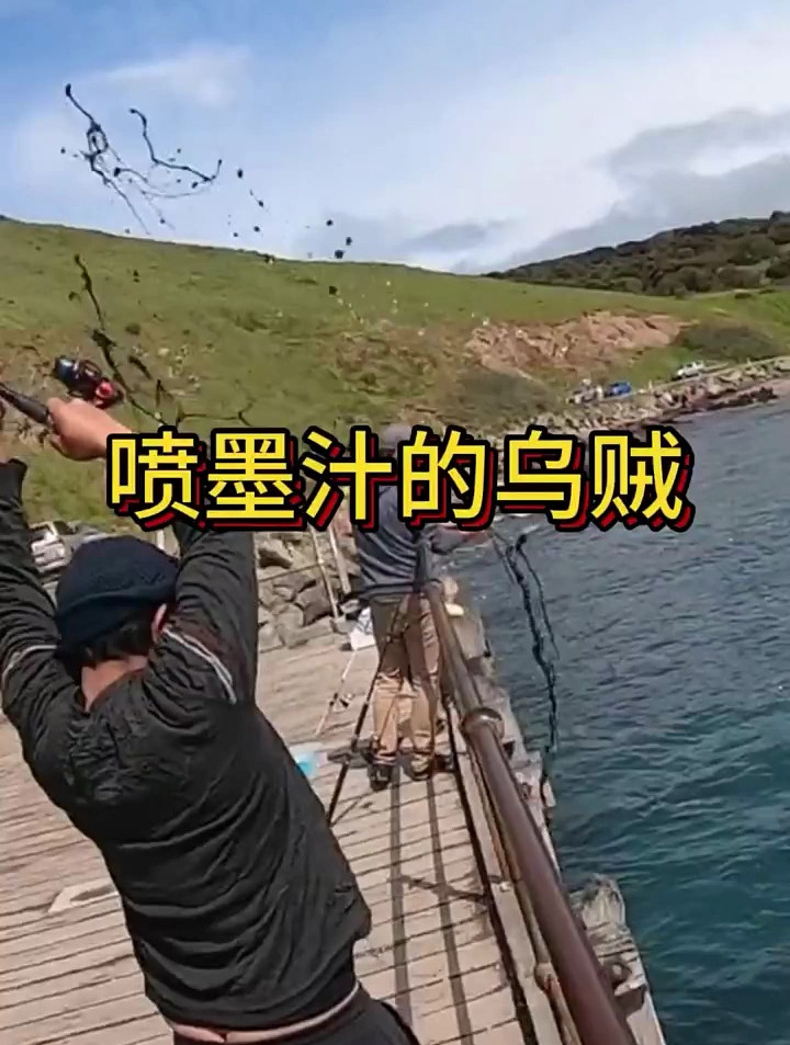 钓到乌贼的时候要特别注意,小心被喷一脸墨汁这墨汁有毒吗?