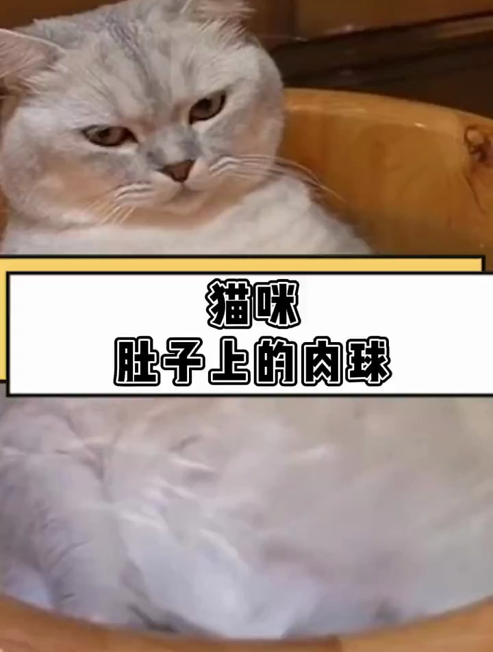 猫咪为什么有小肚腩