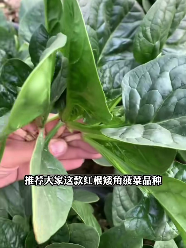 种植菠菜选对品种很重要,红根矮脚菠菜,叶片肥厚,口感好