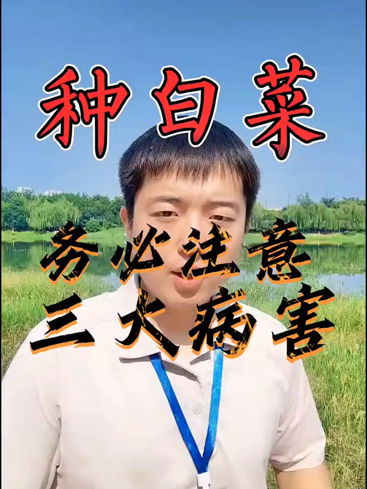 种白菜,务必注意三大病害