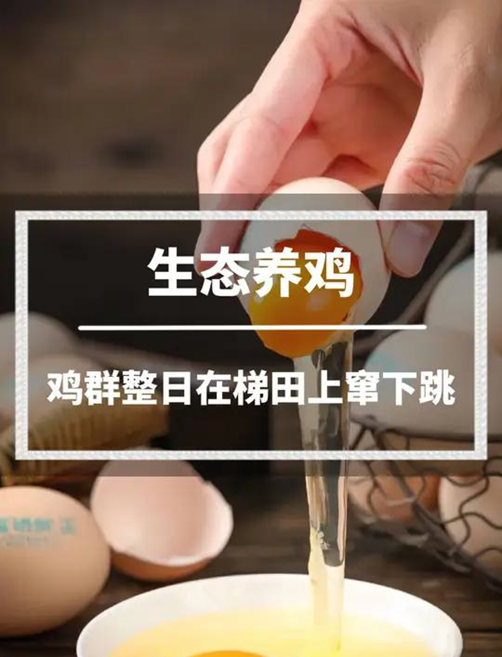 新鲜养鸡法,梯田里鸡儿飞奔,外行人还以为珍珠港遭偷袭了呢