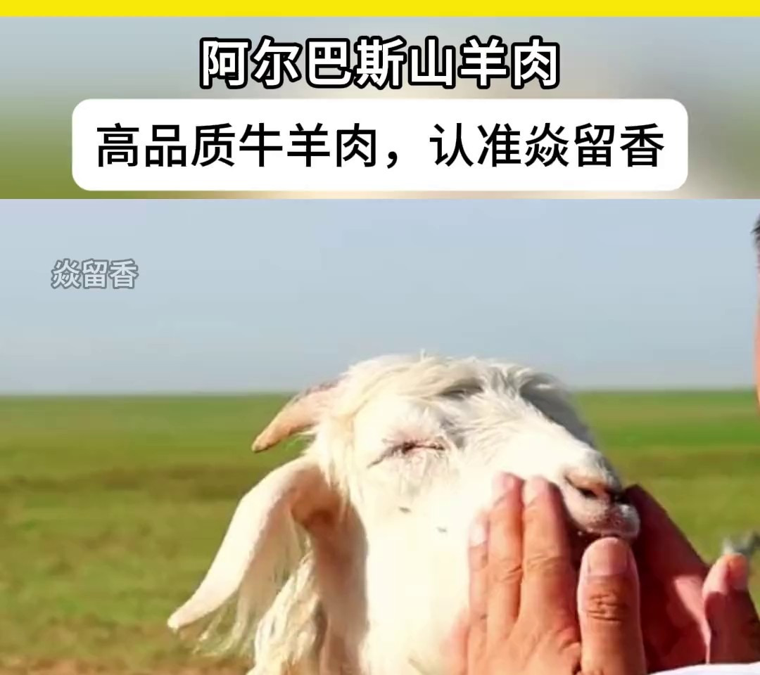 内蒙牛羊肉厂家-阿尔巴斯山羊
