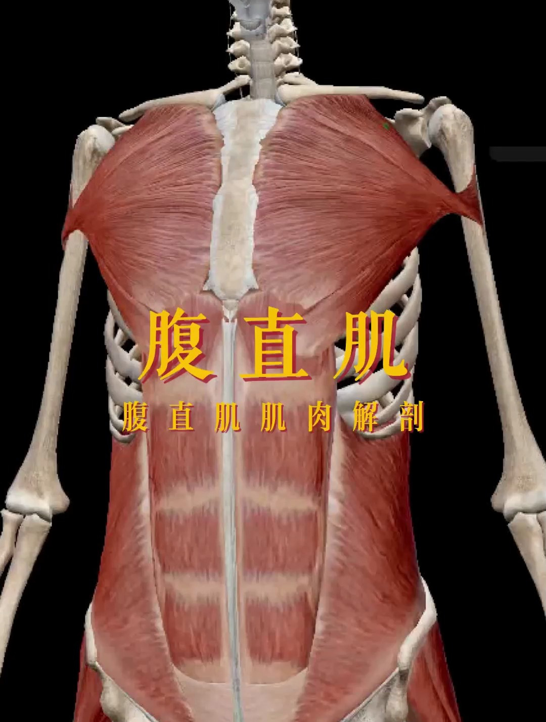 腹直肌肌肉解剖讲解