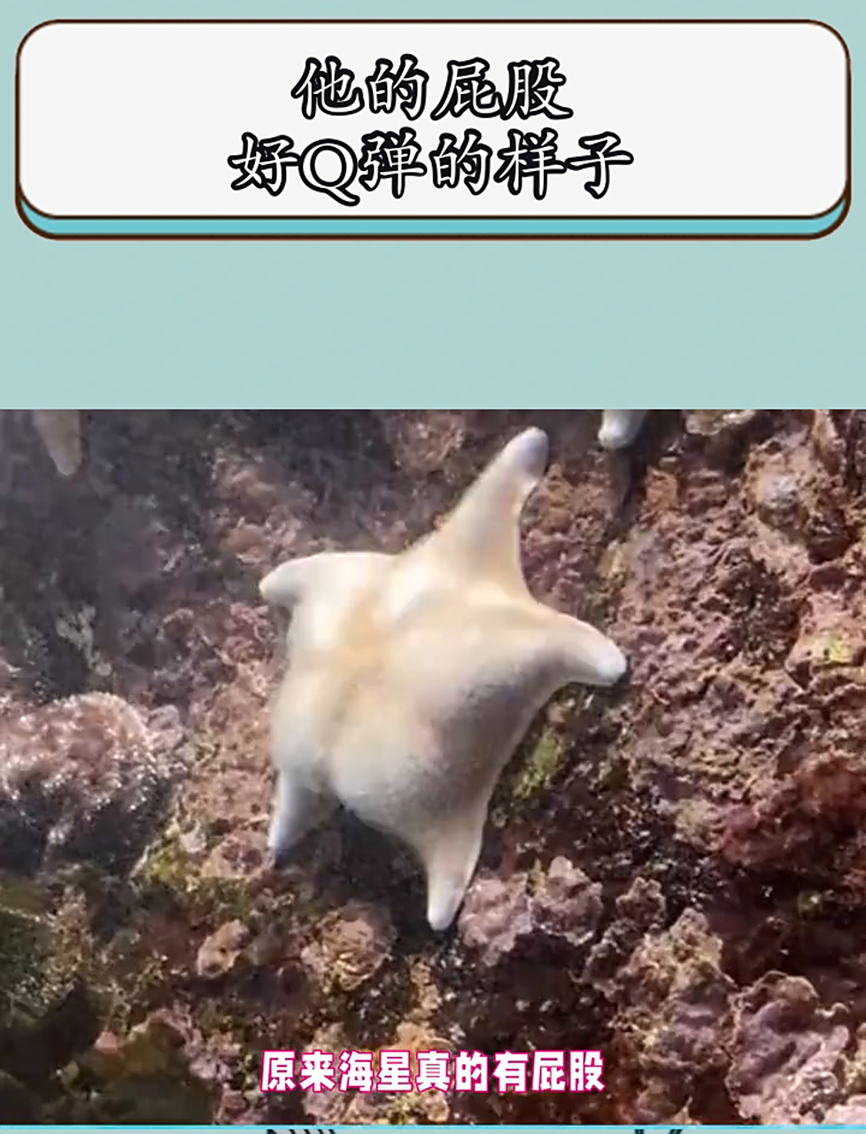 派大星:没有边界感的人类!