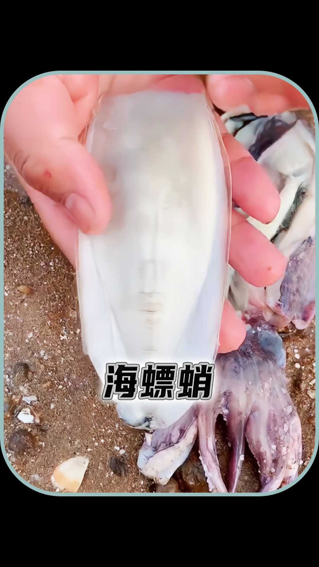 乌贼体内的神奇白色骨头,海螵蛸