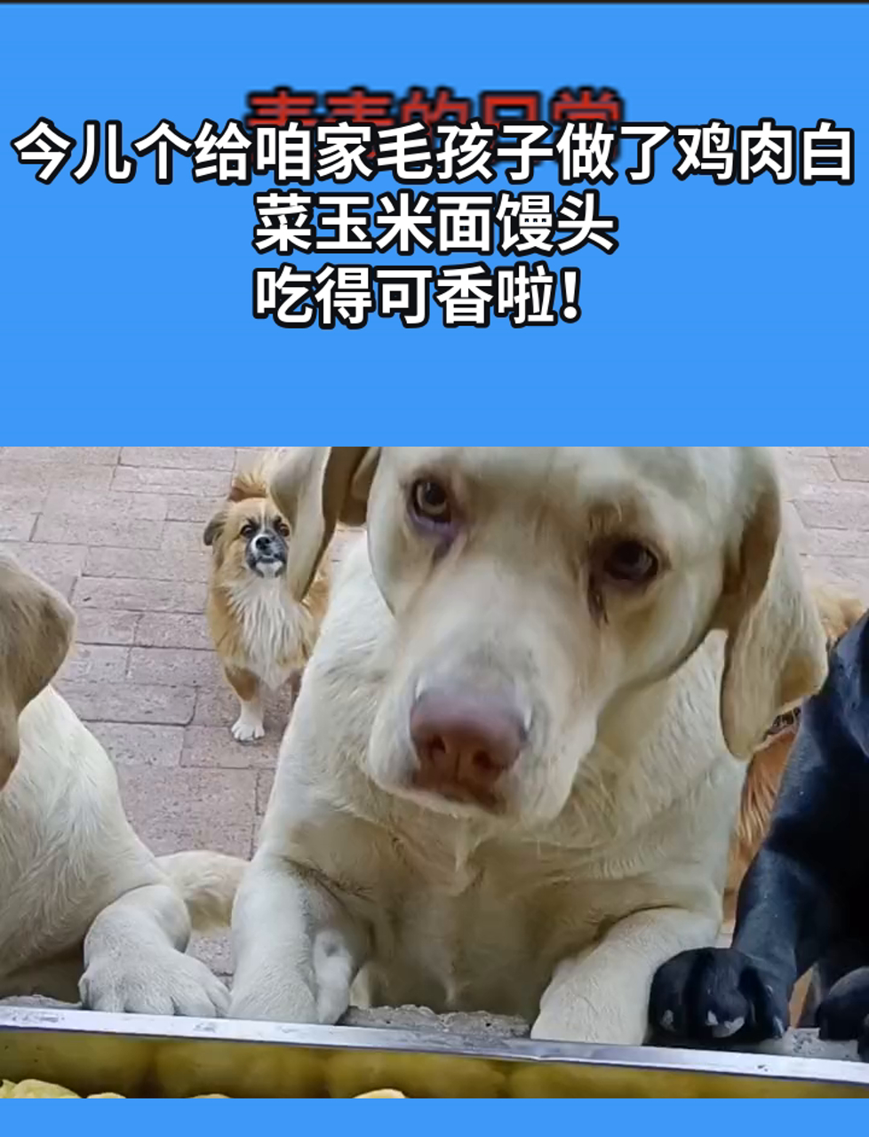 今儿个给咱家毛孩子做了鸡肉白菜玉米面馒头,吃得可香啦!